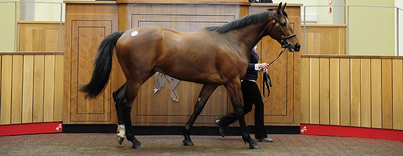 Store Image selling at Boardsmill Stud