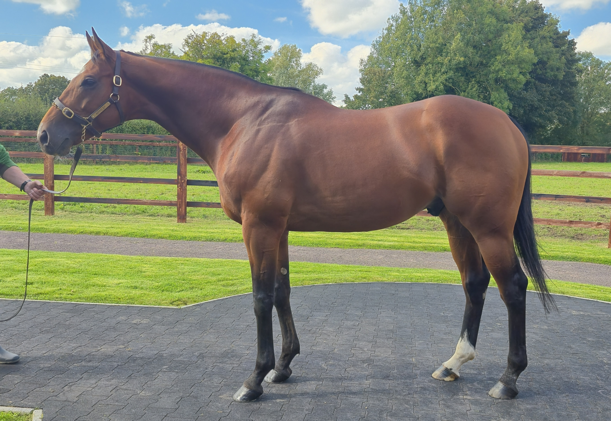 Arrest Stallion standing at Boardsmill Stud since 2025